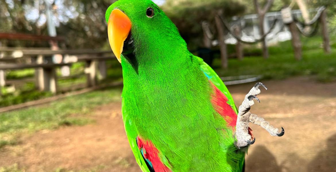 Lush Australian bushland ecosystem supporting native birds and wild platypus