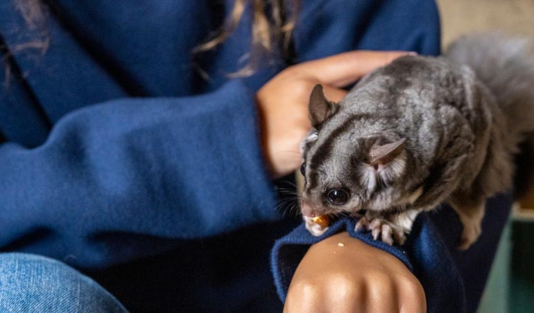 Meeting cute native furry marsupials and wallabies at Warrawong Wildlife Sanctuary
