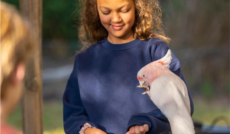 Interactive native Australian bird and owl encounter at Warrawong Sanctuary