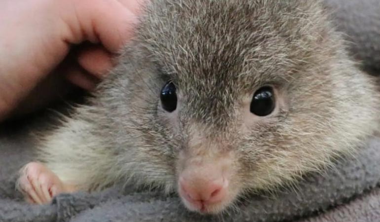 Natural waterway habitat designed to protect native platypus populations