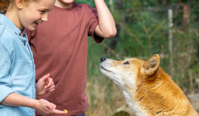 Private interactive encounter session with native Australian dingoes