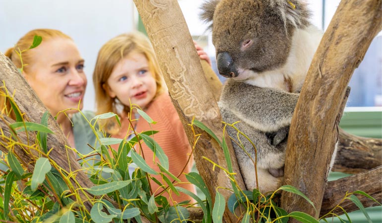 Visitor meeting a native koala up close during a private sanctuary encounter